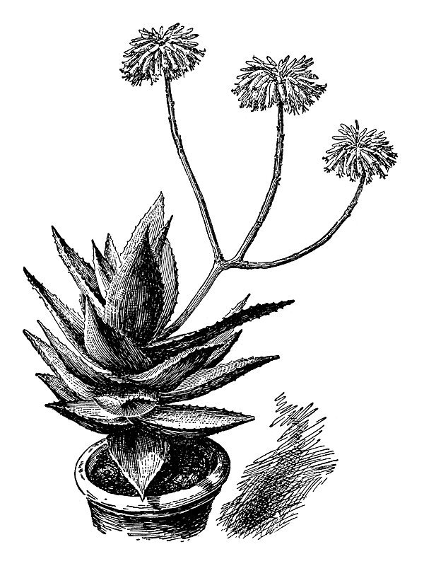 Aloe mitriformis