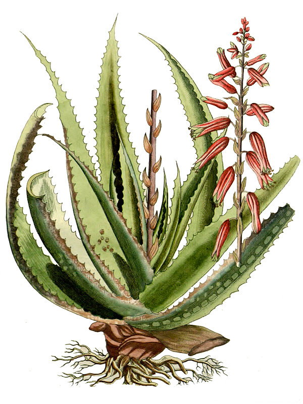 Aloe vera