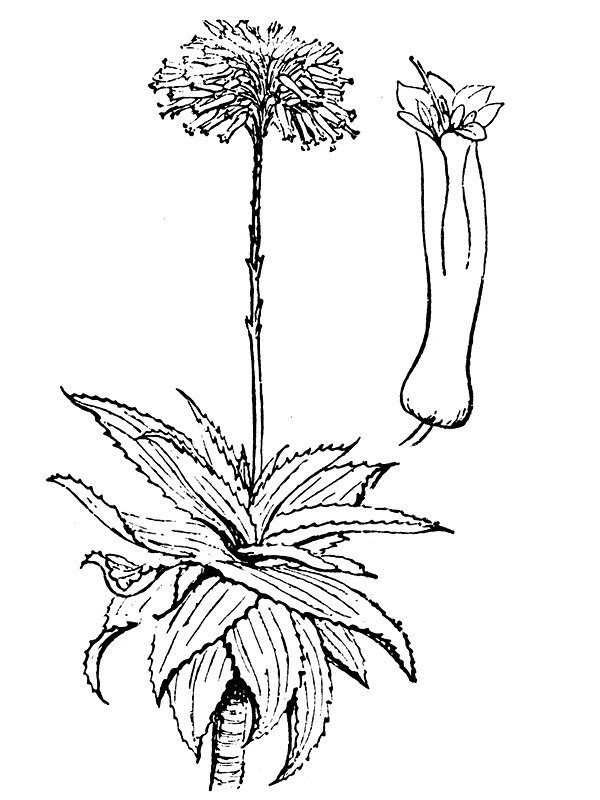 Aloe vulgaris