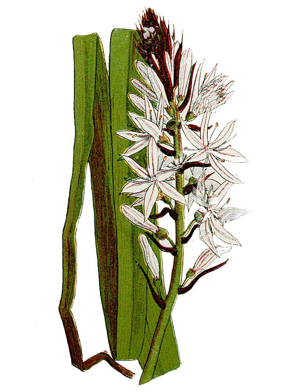 Asphodelus albus