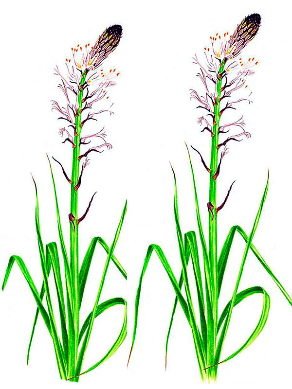 Asphodelus albus