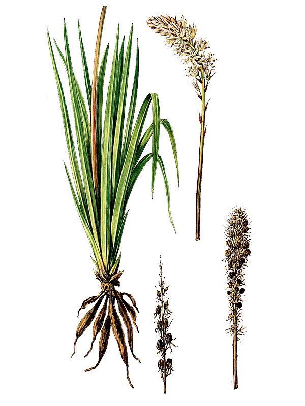 Asphodelus albus
