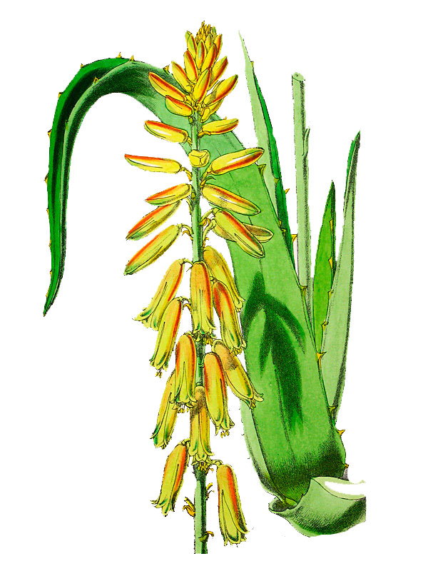 Asphodelus chinensis