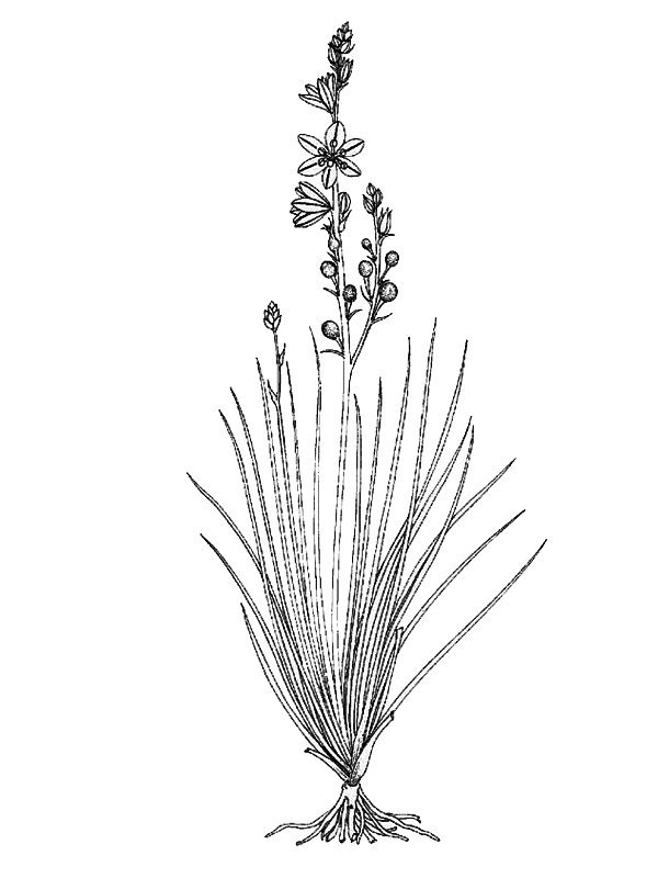 Asphodelus fistulosus