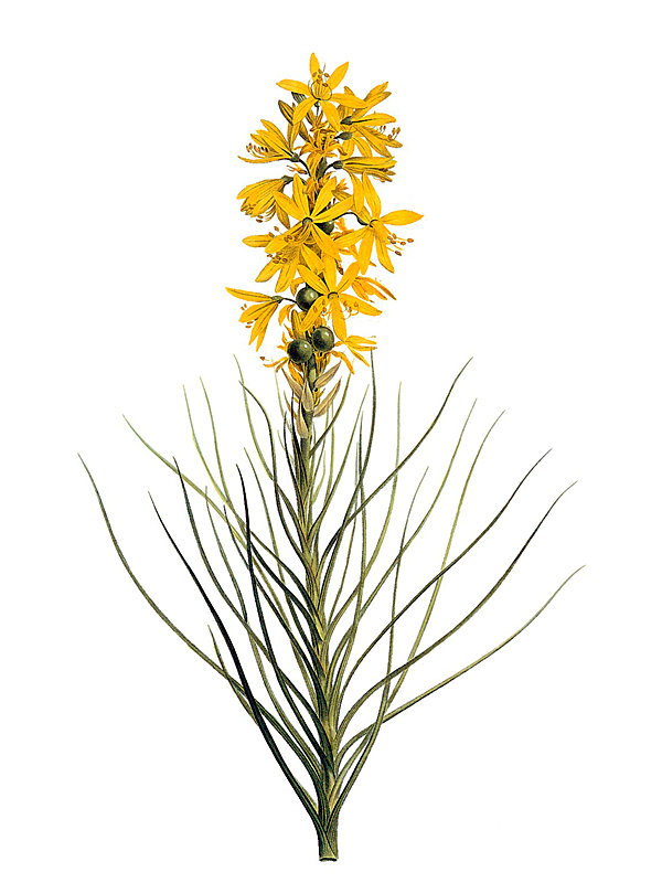 Asphodelus luteus
