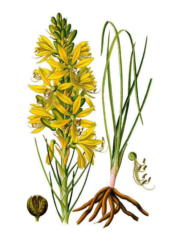 Asphodelus luteus