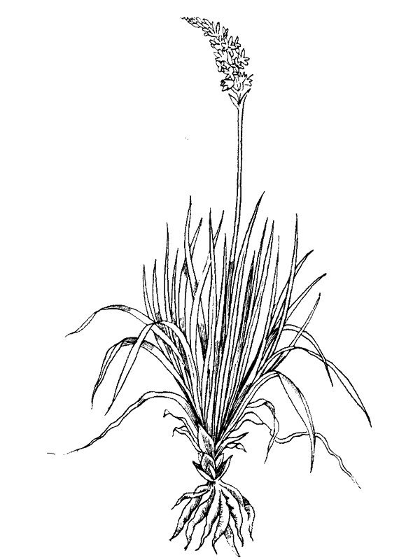 Asphodelus microcarpus