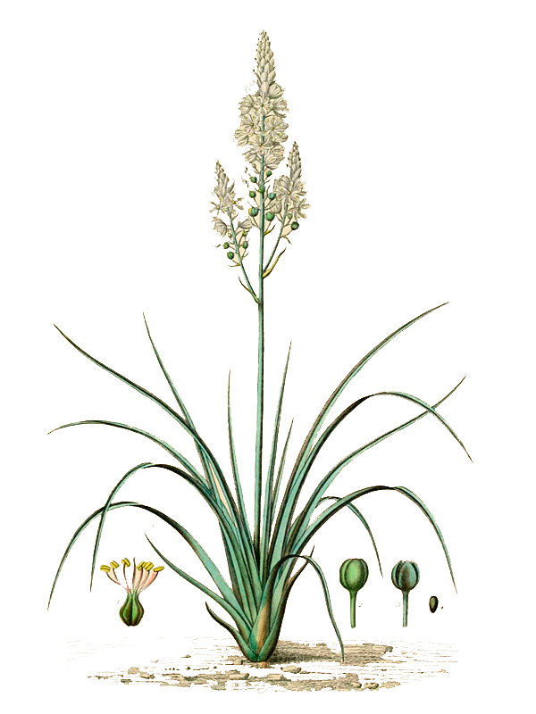 Asphodelus ramosus