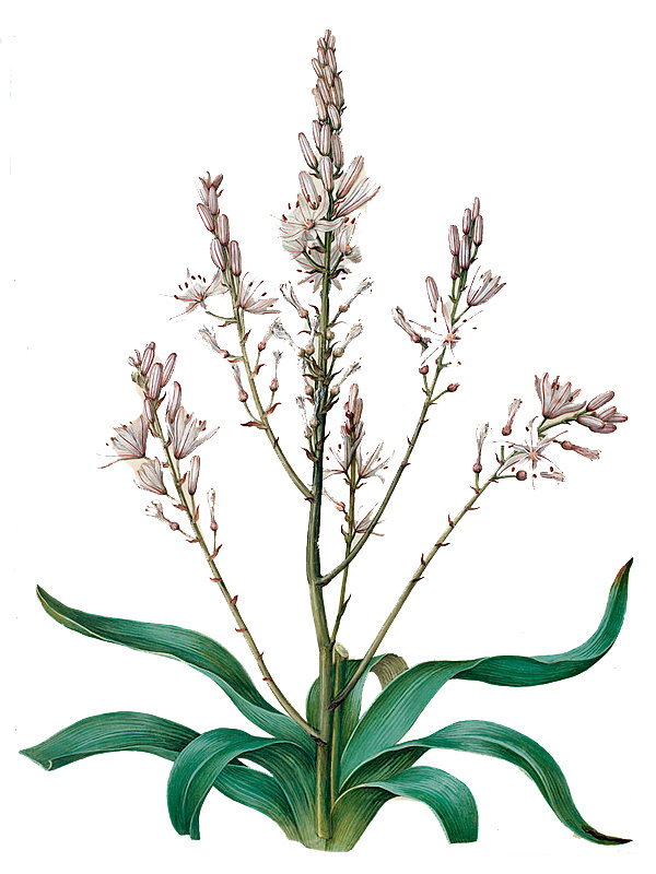 Asphodelus ramosus