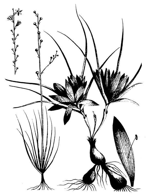 Asphodelus tenuifolius