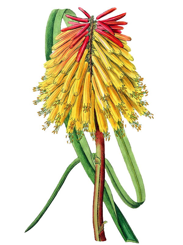 Kniphofia burchellii