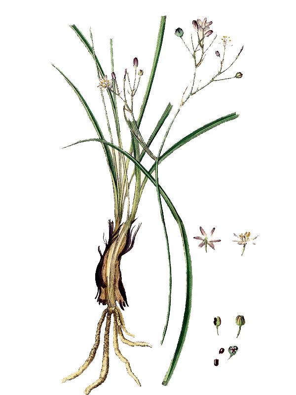 Simethis bicolor