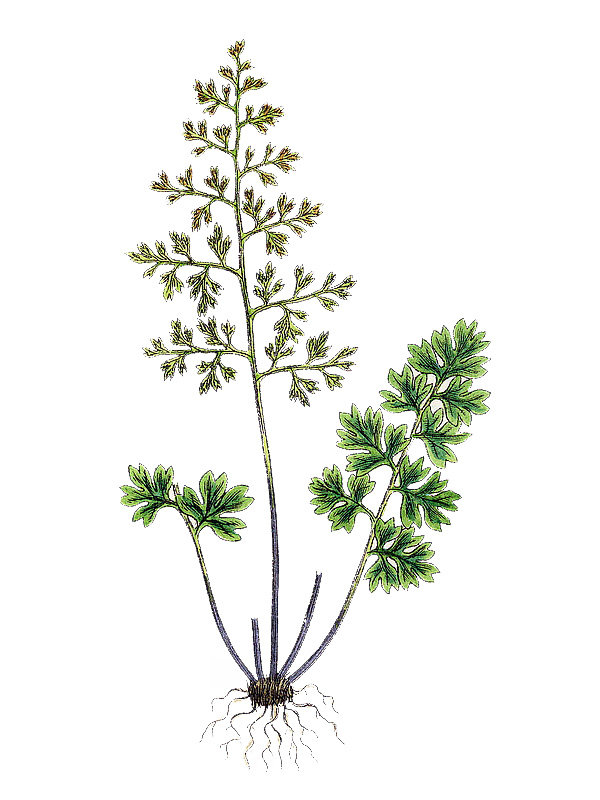 Anogramma leptophylla