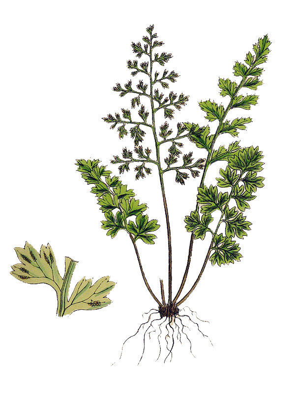 Anogramma leptophylla
