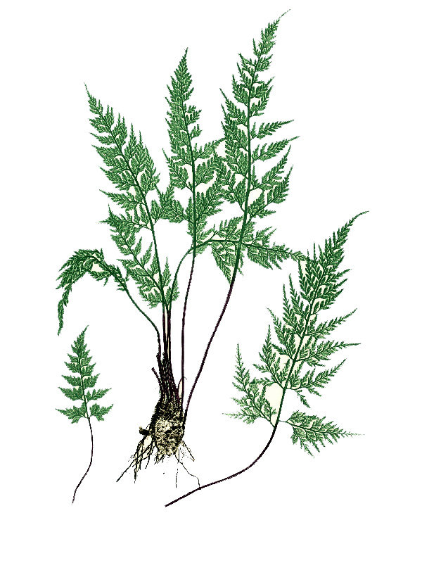 Asplenium adiantum-nigrum