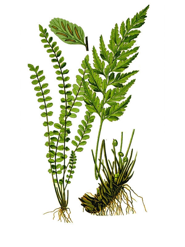 Asplenium adiantum-nigrum
