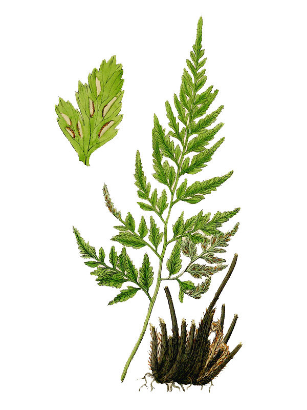 Asplenium adiantum-nigrum