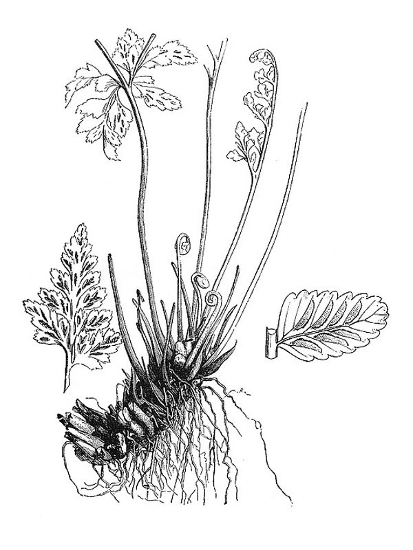 Asplenium adiantum-nigrum