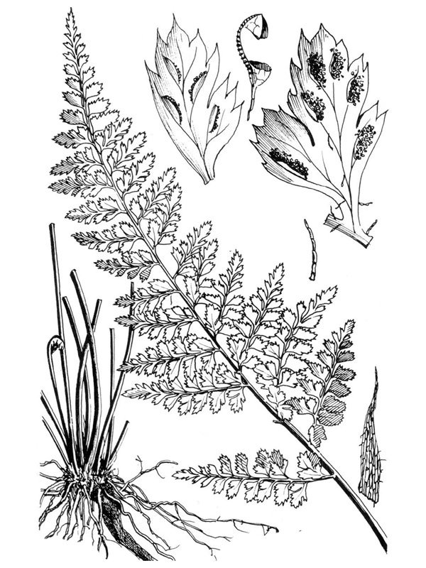 Asplenium billotii