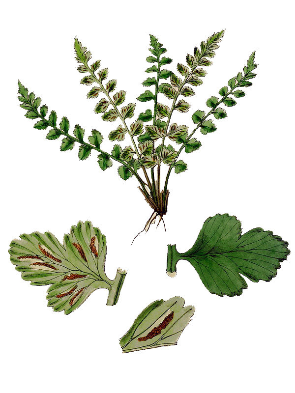 Asplenium clermontiae