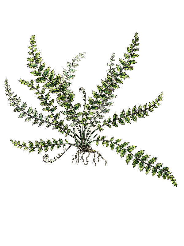 Asplenium fontanum
