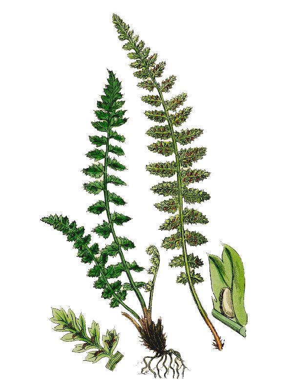 Asplenium fontanum