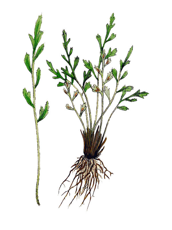 Asplenium germanicum