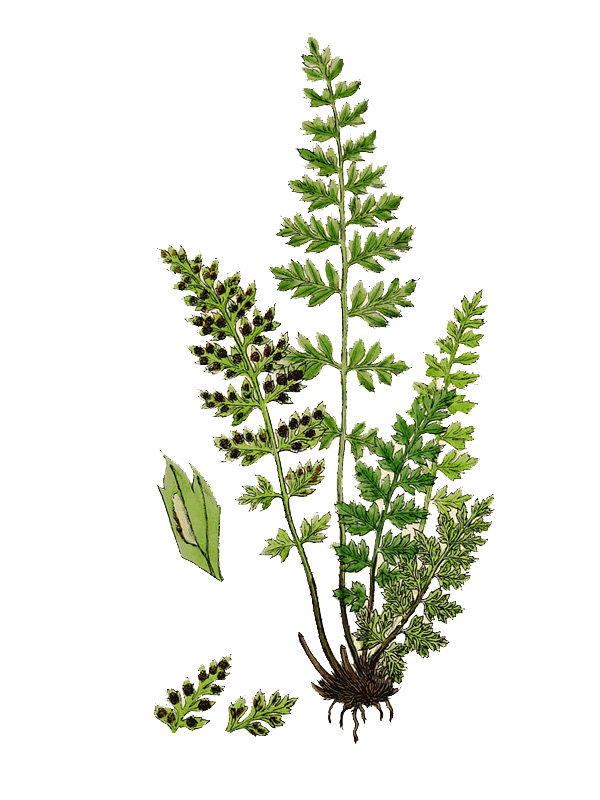 Asplenium lanceolatum