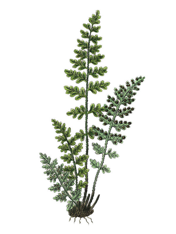 Asplenium lanceolatum