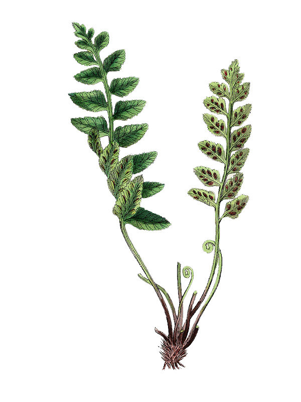 Asplenium marinum