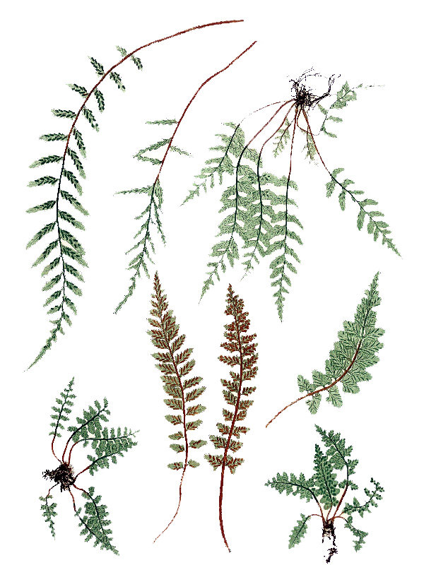 Asplenium marinum