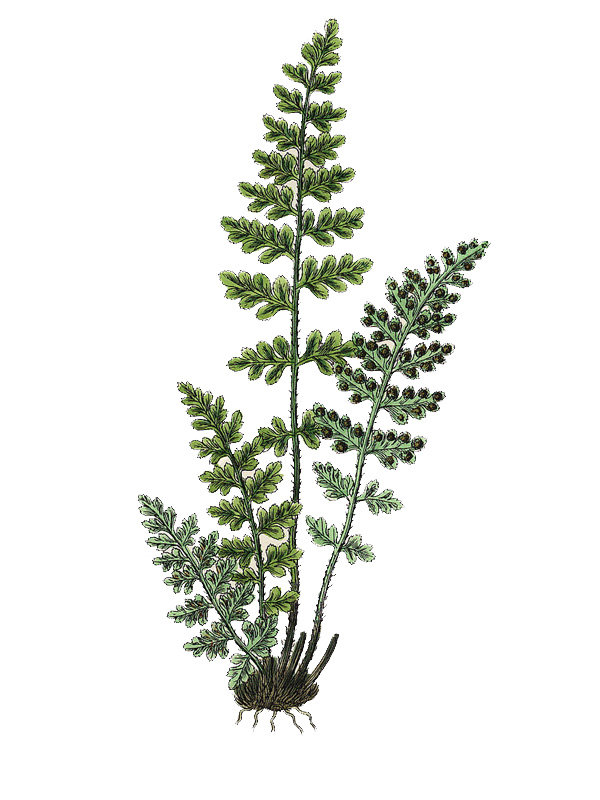 Asplenium obovatum
