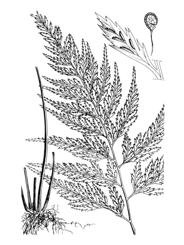 Asplenium onopteris