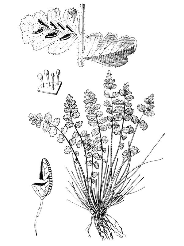 Asplenium petrarchae