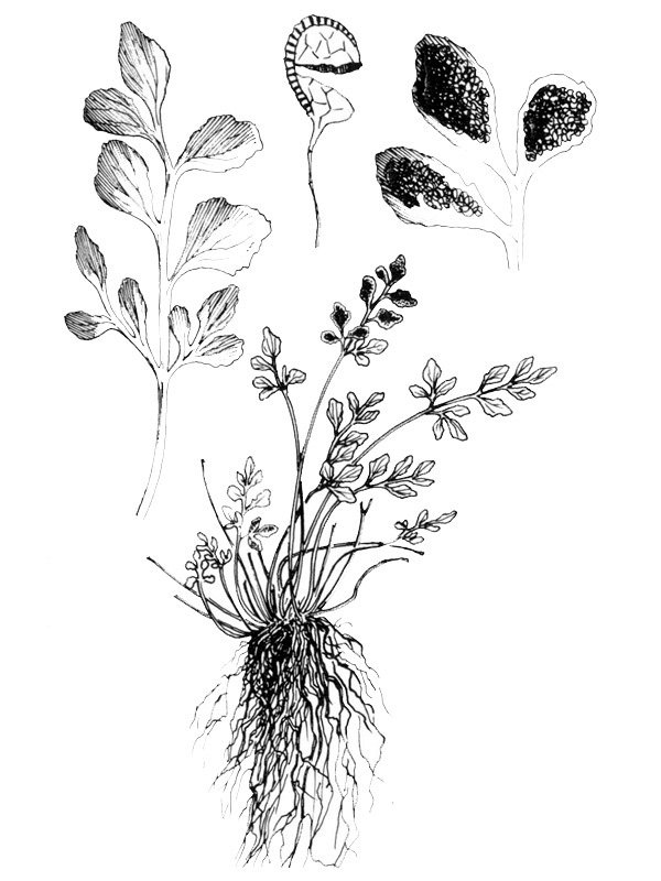 Asplenium ruta-muraria
