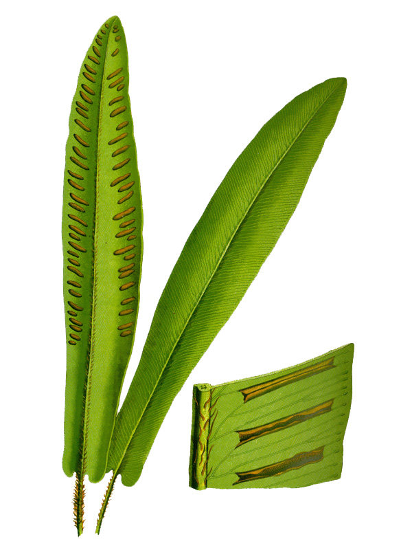Asplenium scolopendrium