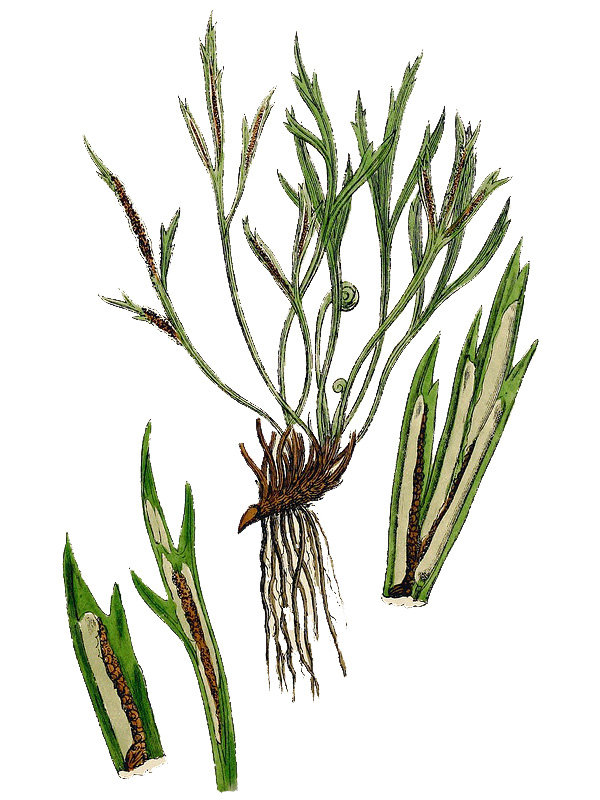 Asplenium septentrionale