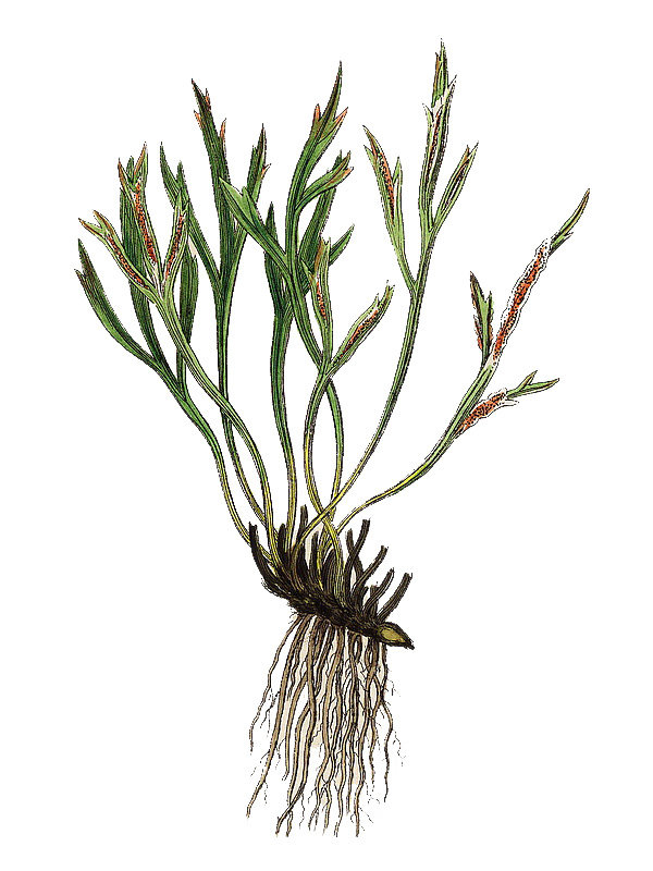 Asplenium septentrionale