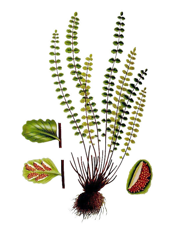 Asplenium trichomanes