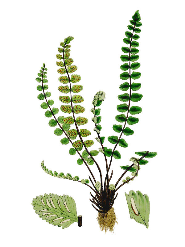 Asplenium trichomanes