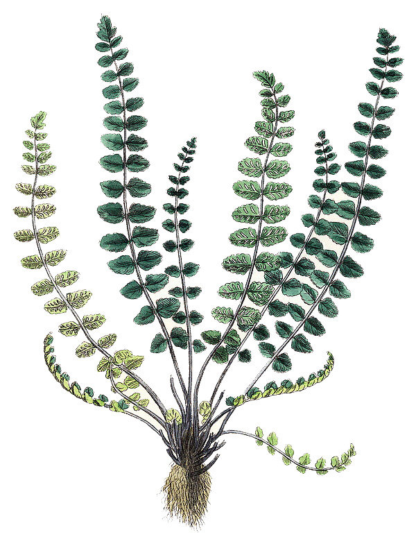 Asplenium trichomanes