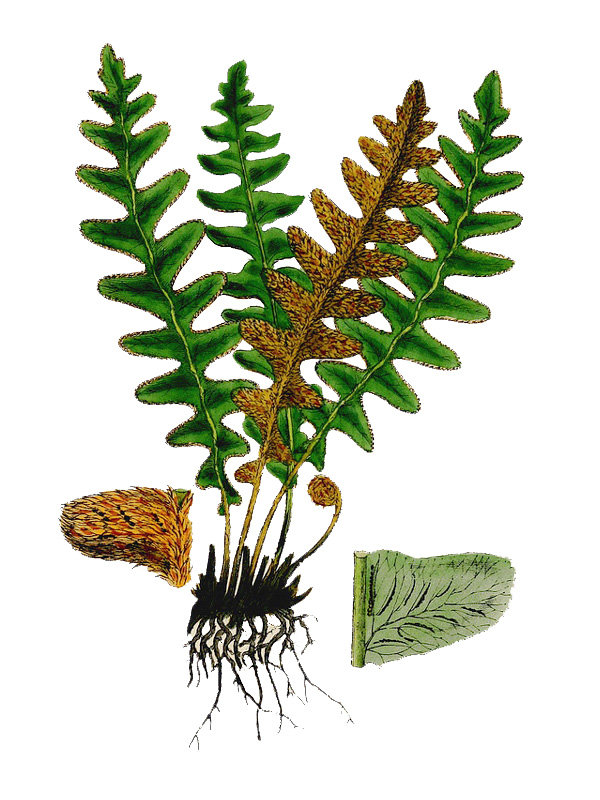 Ceterach officinarum