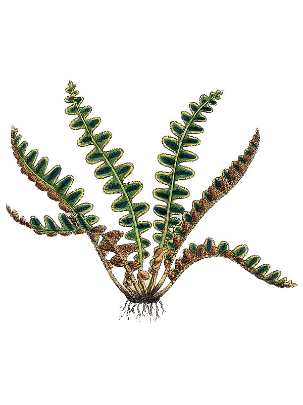 Ceterach officinarum