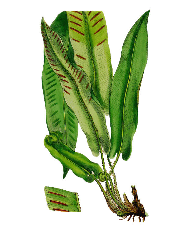 Scolopendrium vulgare