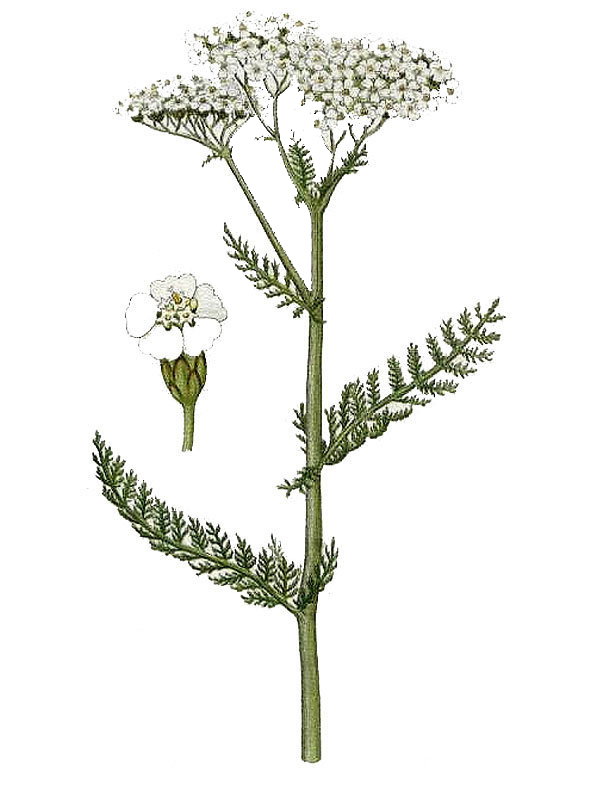 Achillea millefolium