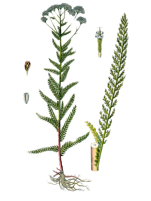 Achillea millefolium