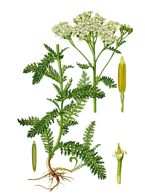 Achillea millefolium