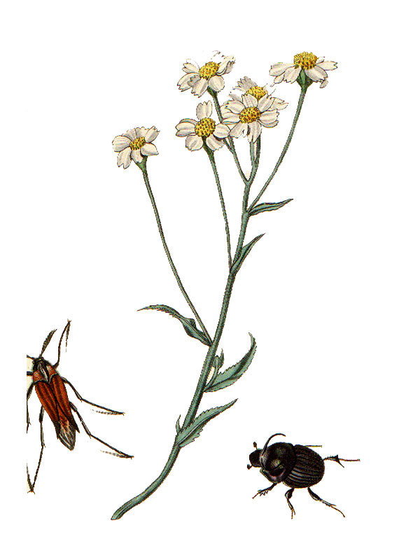 Achillea ptarmica