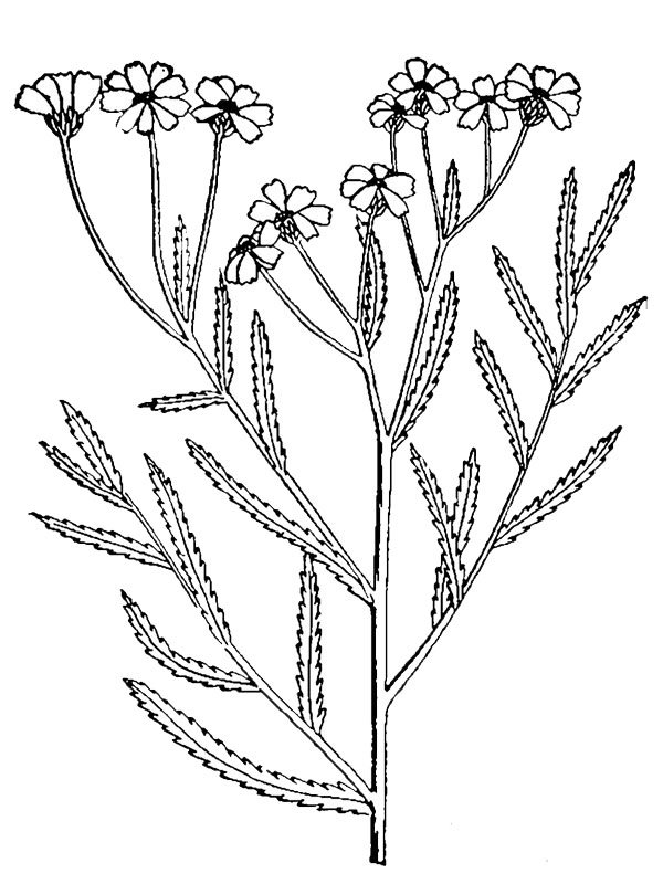 Achillea ptarmica