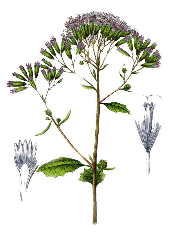 Adenostyles albifrons